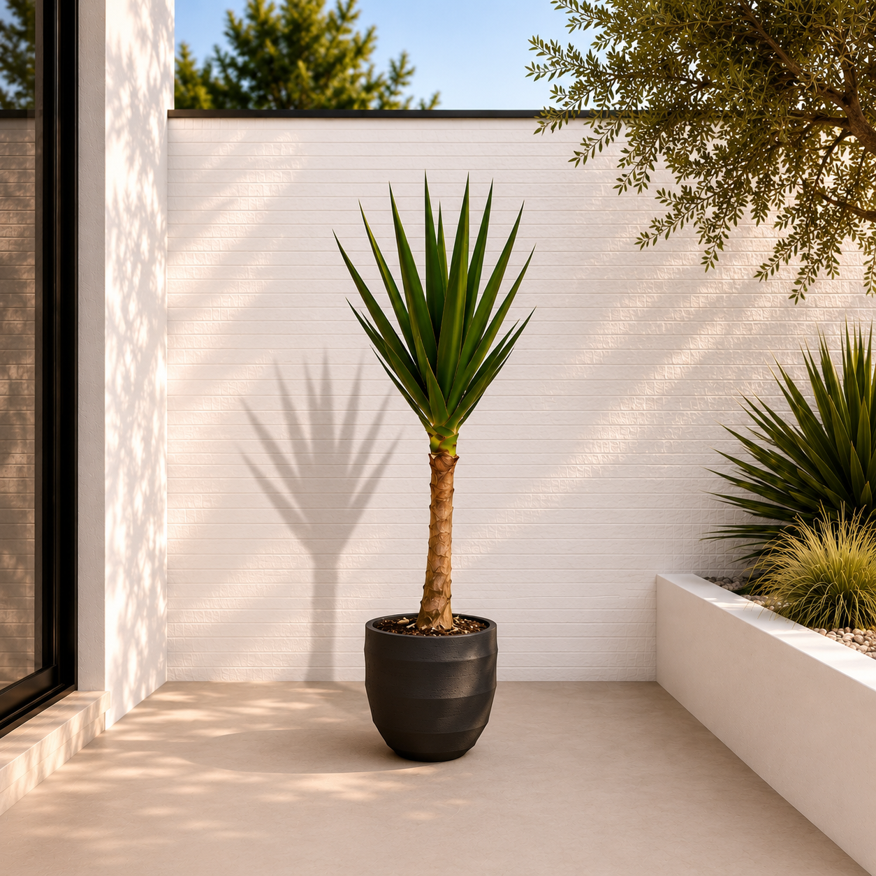 Aloë Barberae – 180 cm Aloë Barberae – 180 cm