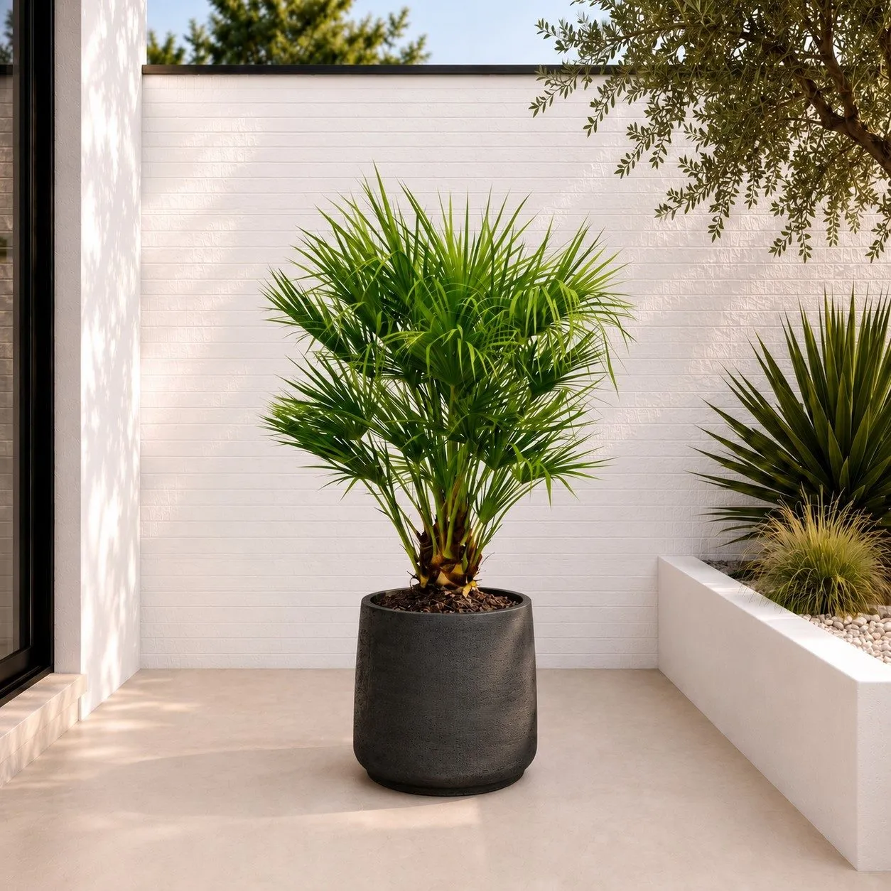 Chamaerops Humilis – 150 cm Chamaerops Humilis – 150 cm