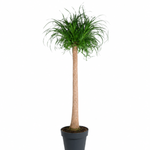 Beaucarnea stam – 180 cm