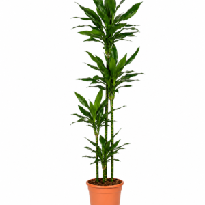Dracaena Janet Lind – 180 cm