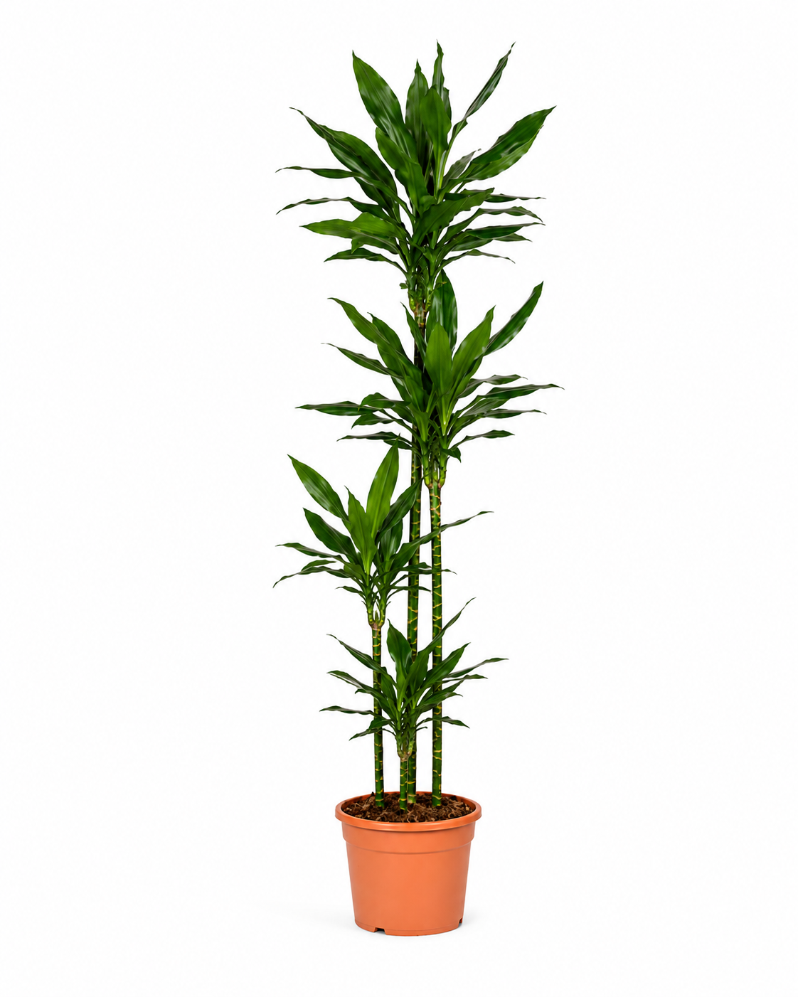Dracaena Janet Lind – 180 cm