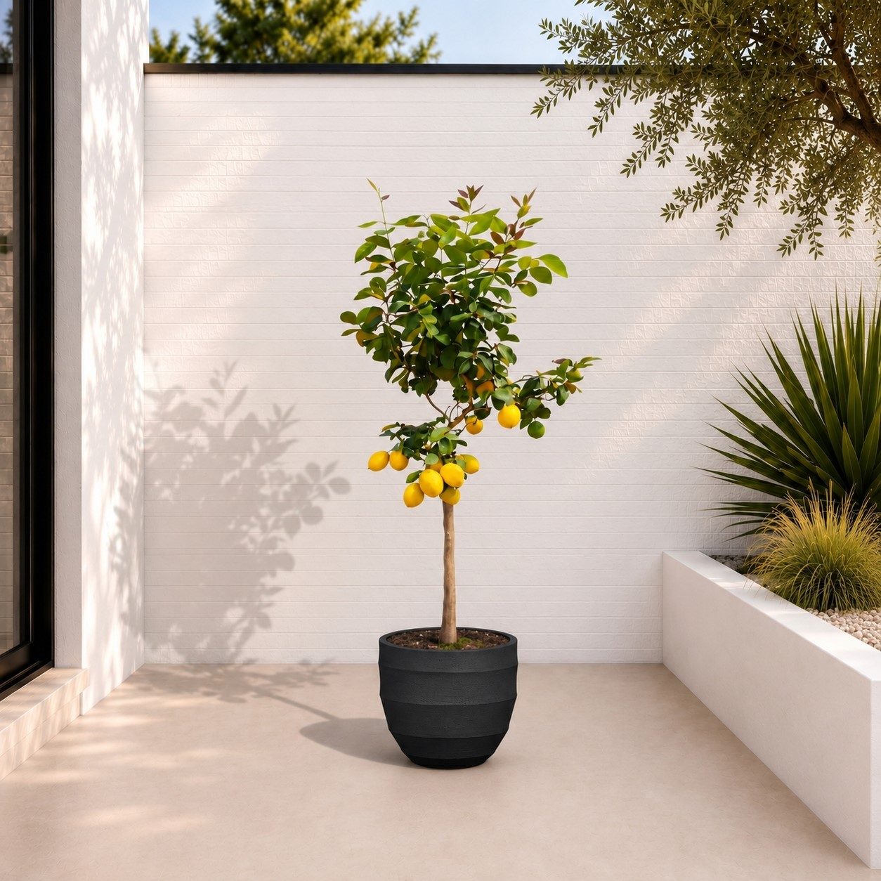 Citroenboom (Citrus Limonia) – 140 cm