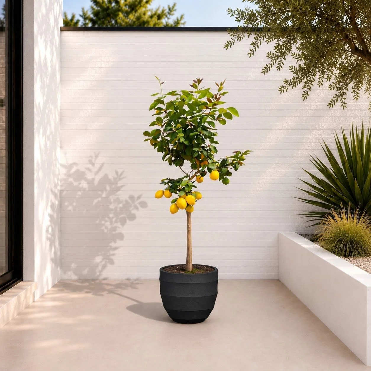 Citroenboom (Citrus Limonia) – 140 cm