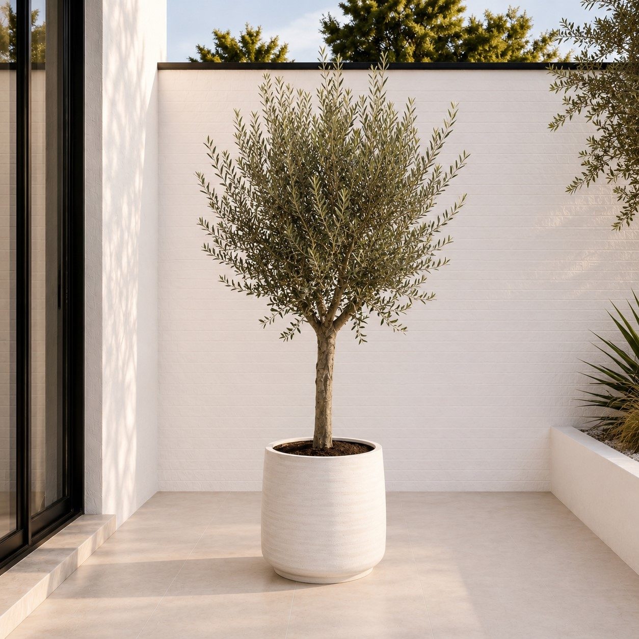 Olijfboom (Olea Europaea Lorc) – 200 cm Olijfboom (Olea Europaea Lorc) – 200 cm
