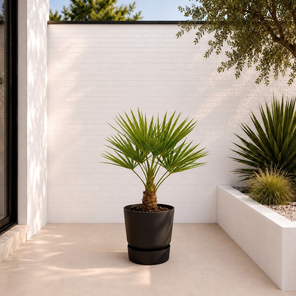 Trachycarpus – 100 cm
