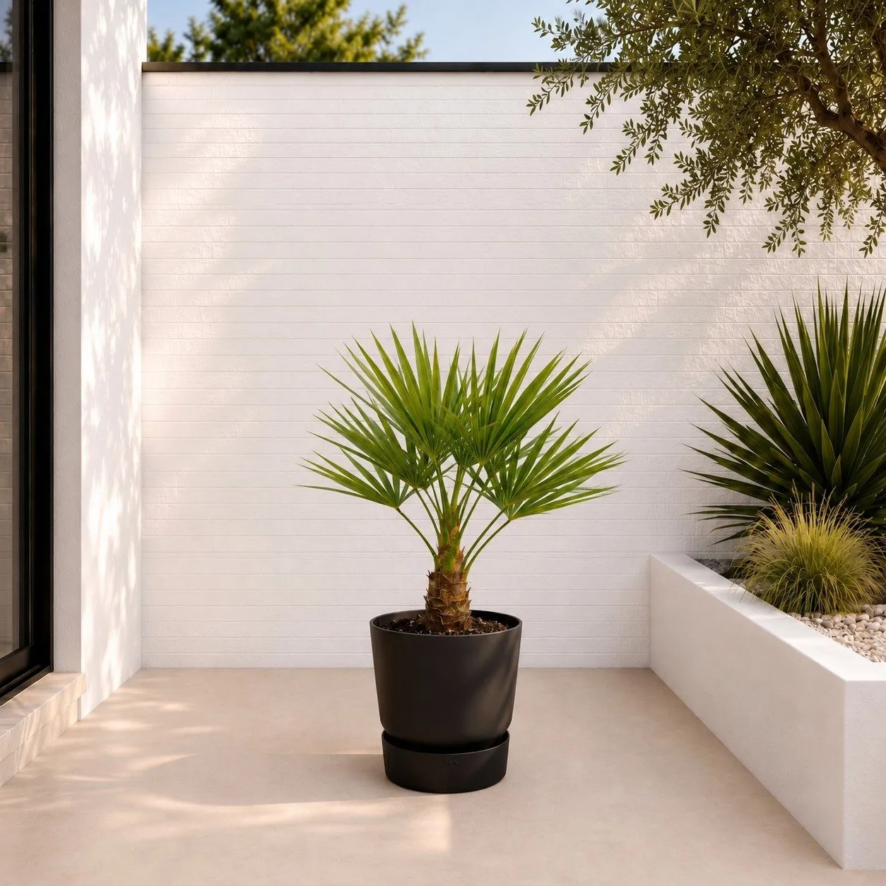 Trachycarpus – 100 cm Trachycarpus – 100 cm
