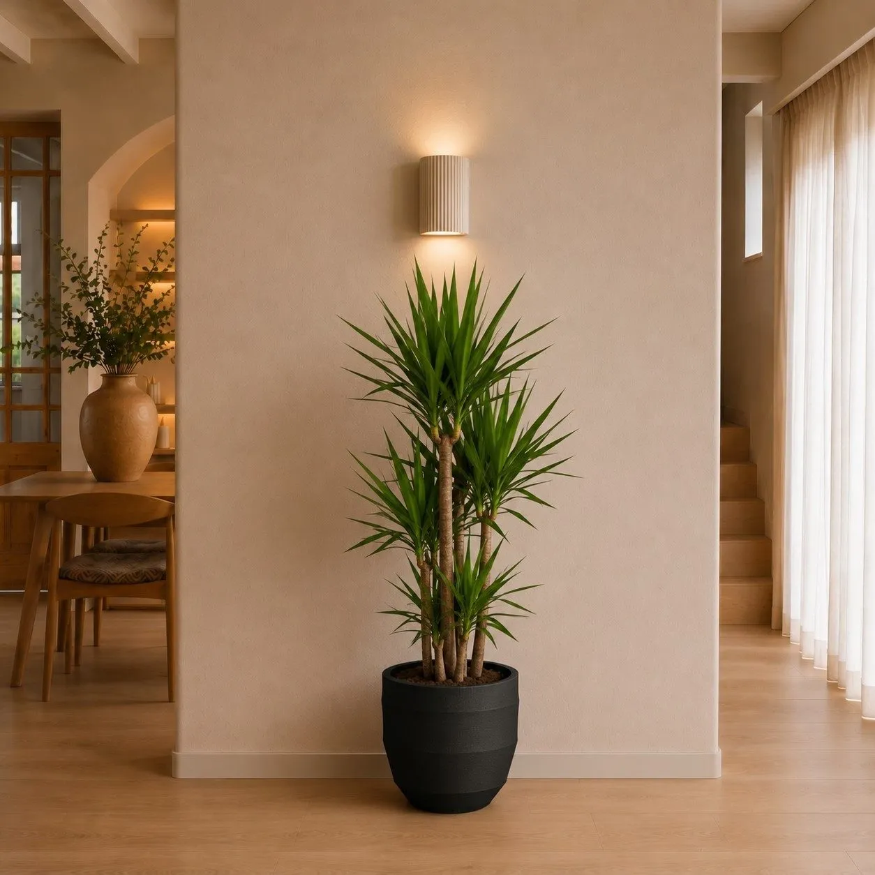 Yucca Elephantipe vertakt – 150 cm