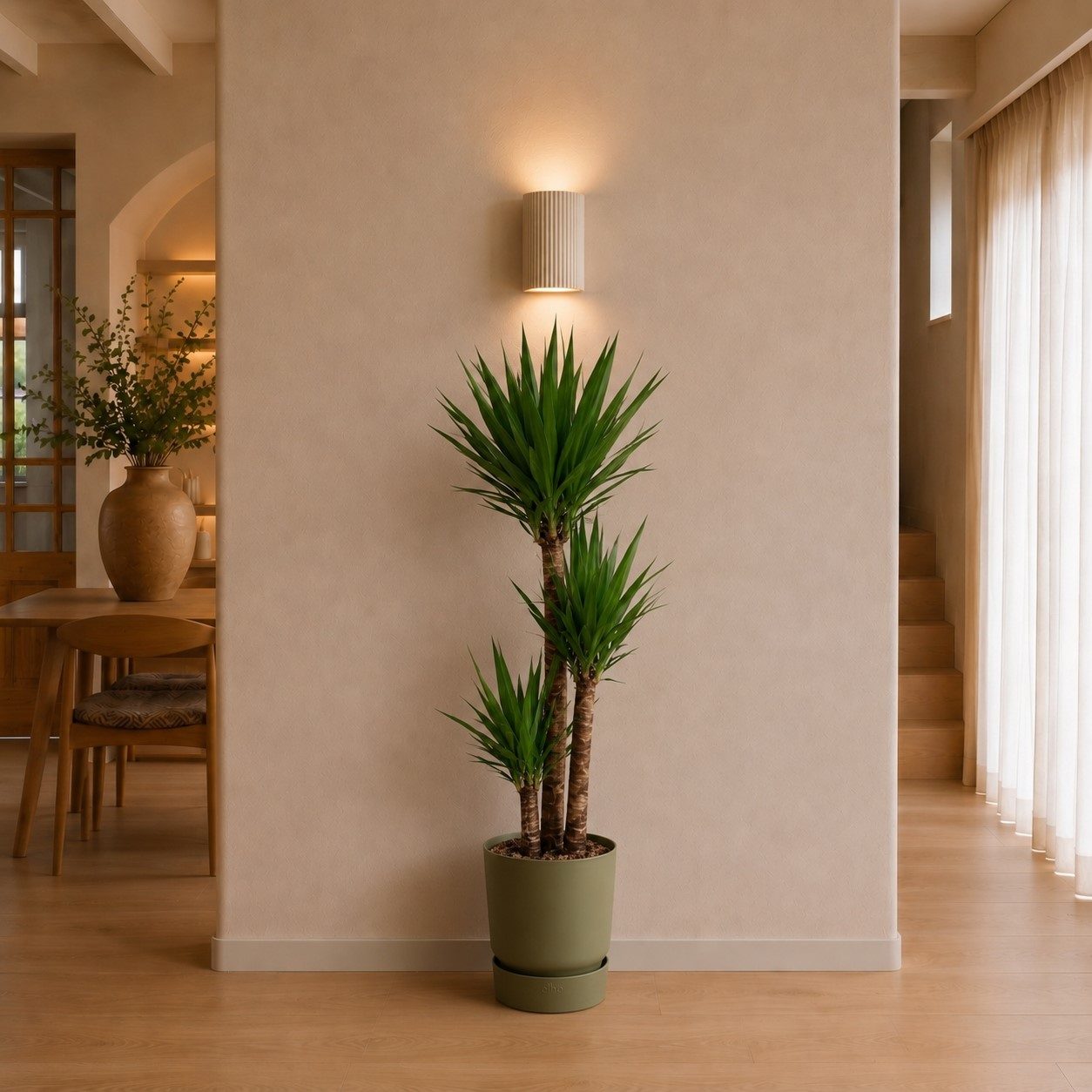 Yucca Elephantipe – 140 cm Yucca Elephantipe – 140 cm