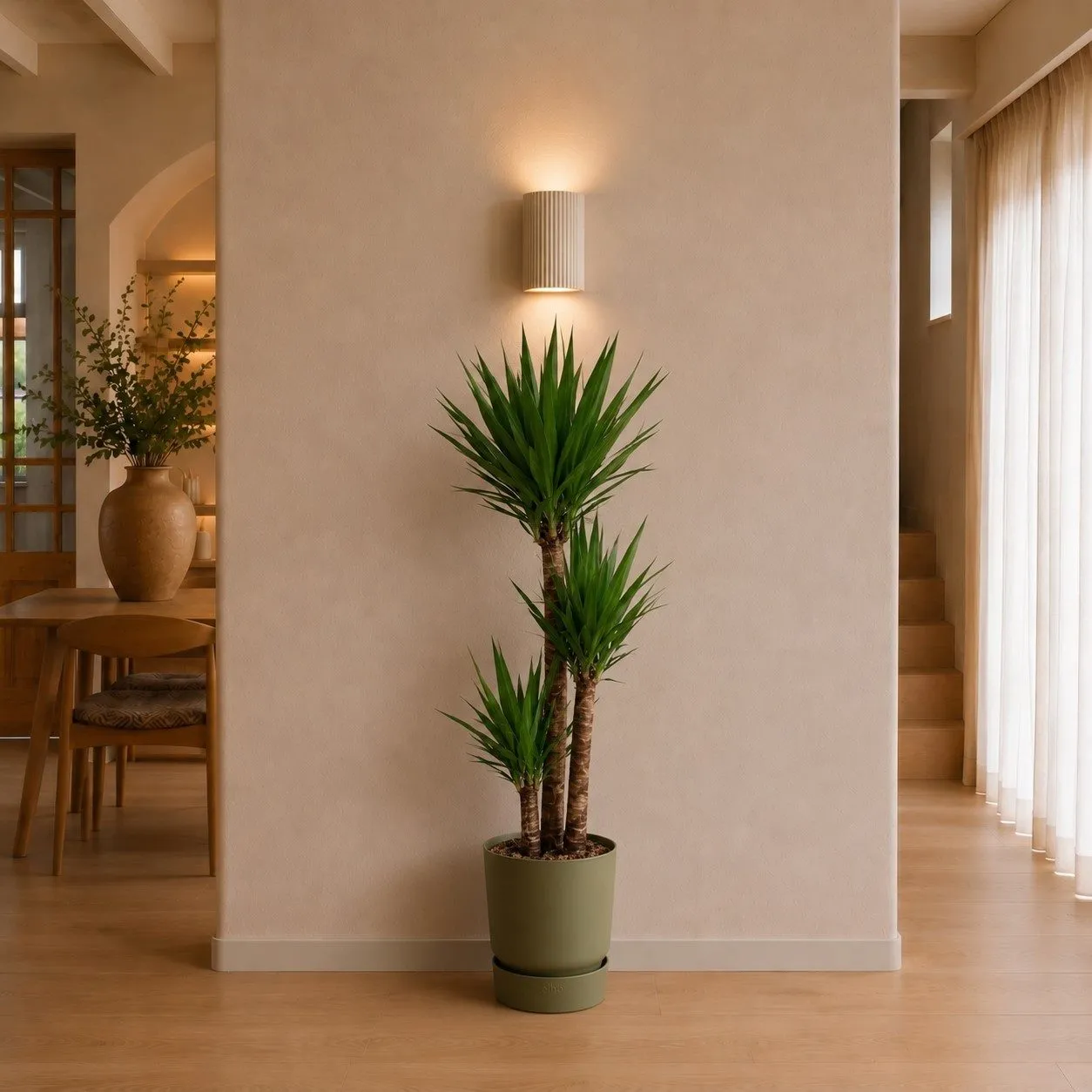 Yucca Elephantipe – 140 cm Yucca Elephantipe – 140 cm