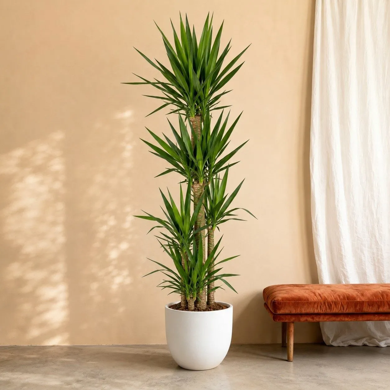 Yucca Elephantipe – 180 cm Yucca Elephantipe – 180 cm