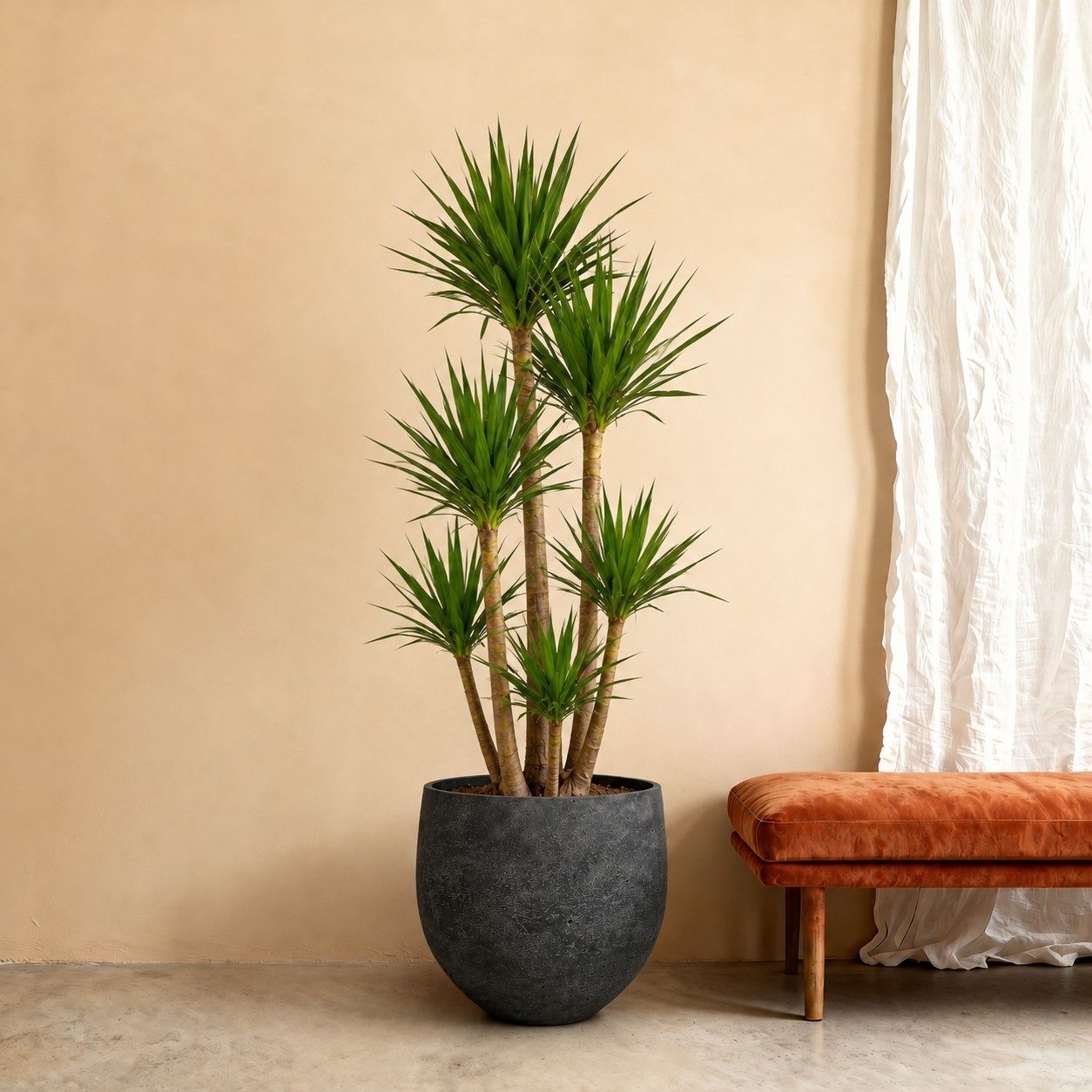 Yucca Elephantipes vertakt – 190 cm Yucca Elephantipes vertakt – 190 cm