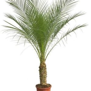 Phoenix Roebelenii - 170 cm