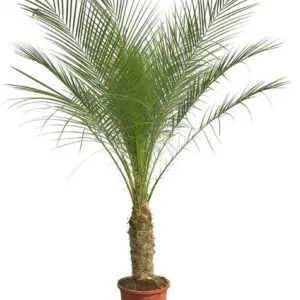 Phoenix Roebelenii - 170 cm