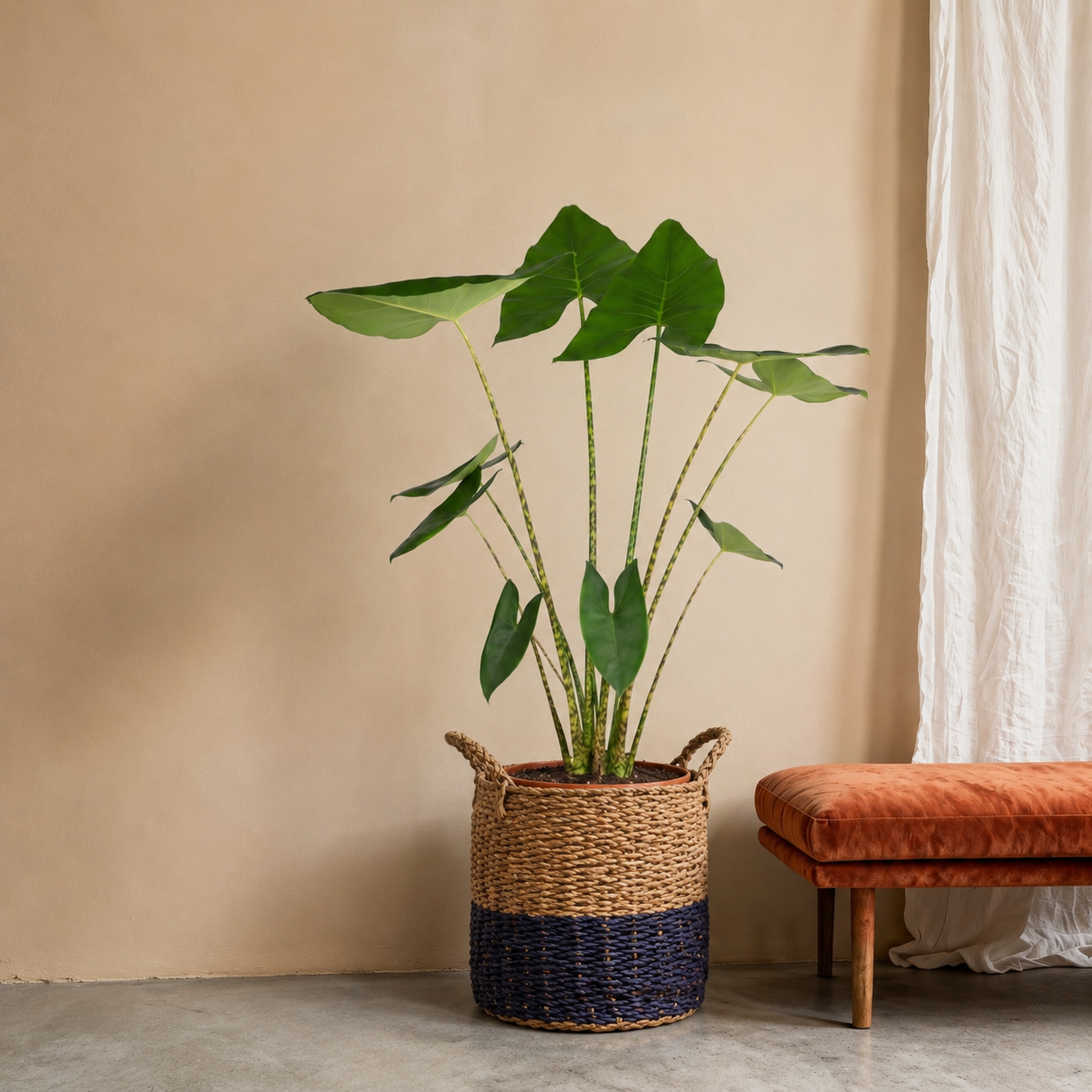 Alocasia Zebrina - 130 cm