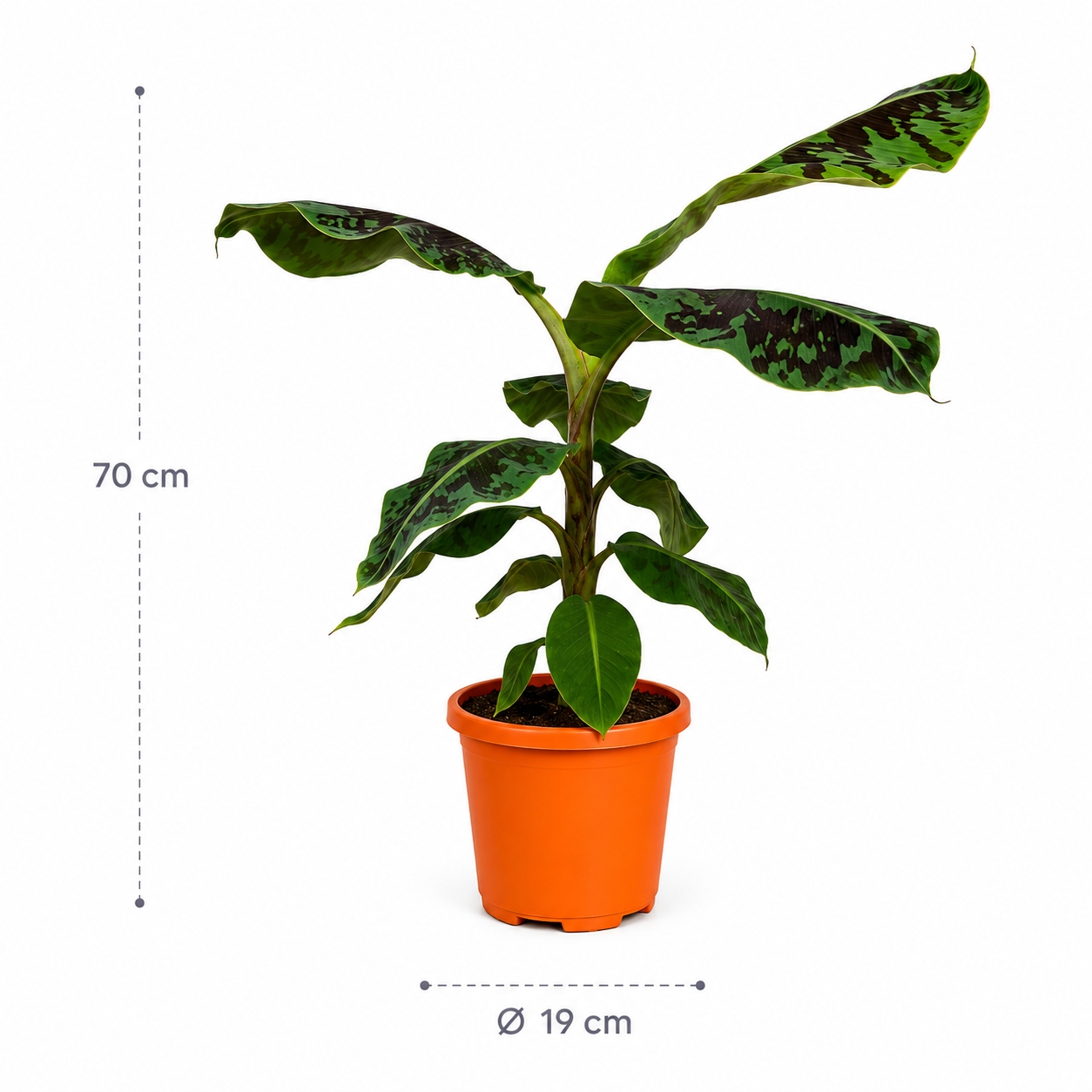 Bananenplant (Musa) – 70 cm