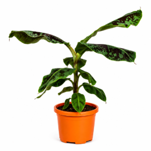 Bananenplant (Musa) – 70 cm