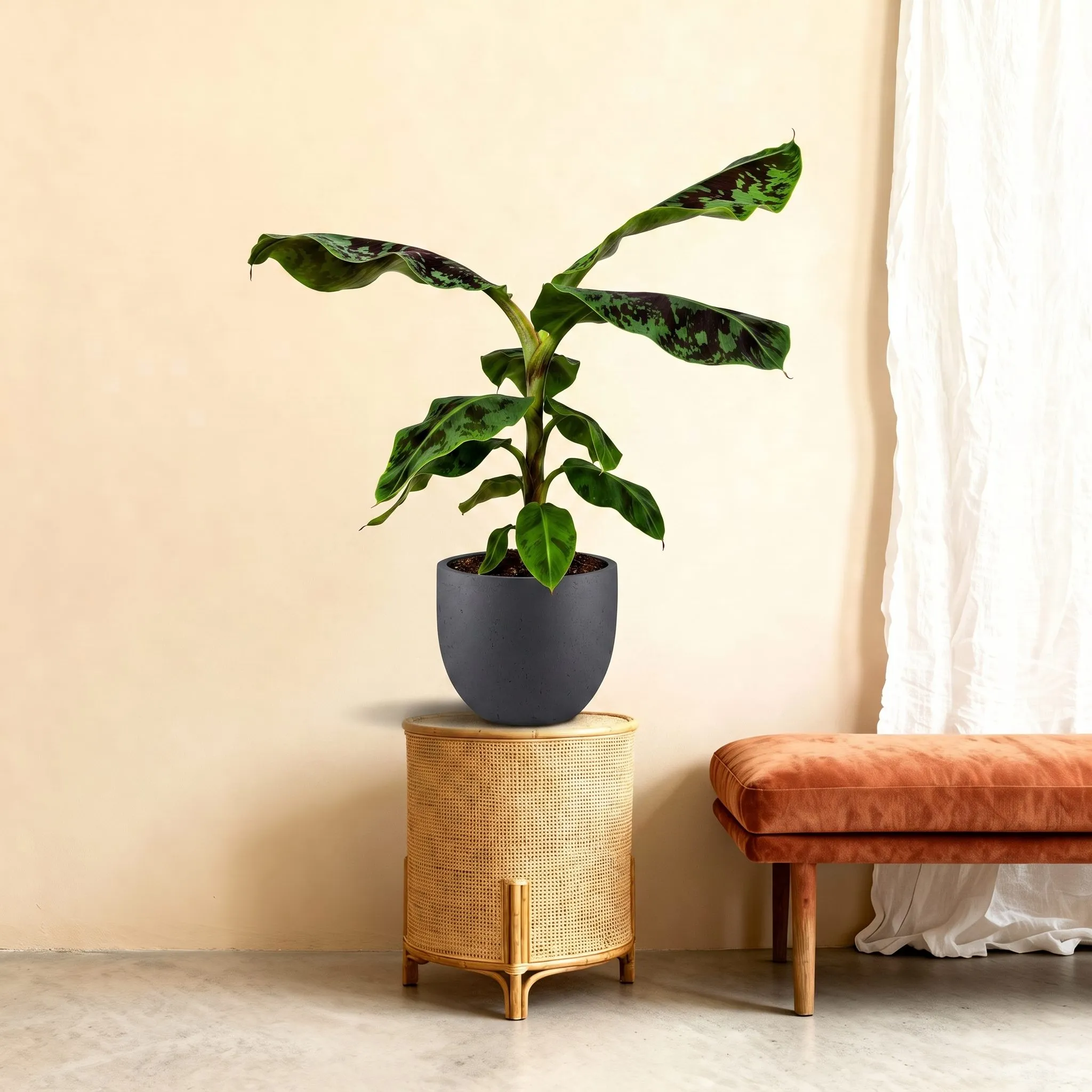 Bananenplant (Musa) – 70 cm