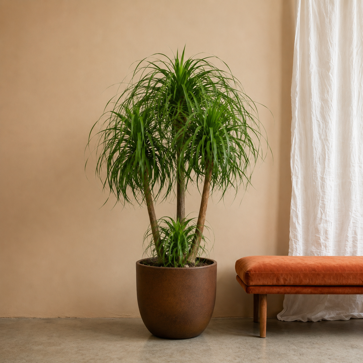 Beaucarnea multi stam - 130 cm Beaucarnea multi stam - 130 cm