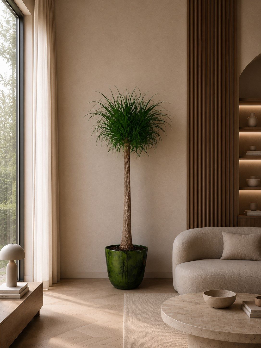 Beaucarnea stam - 180 cm