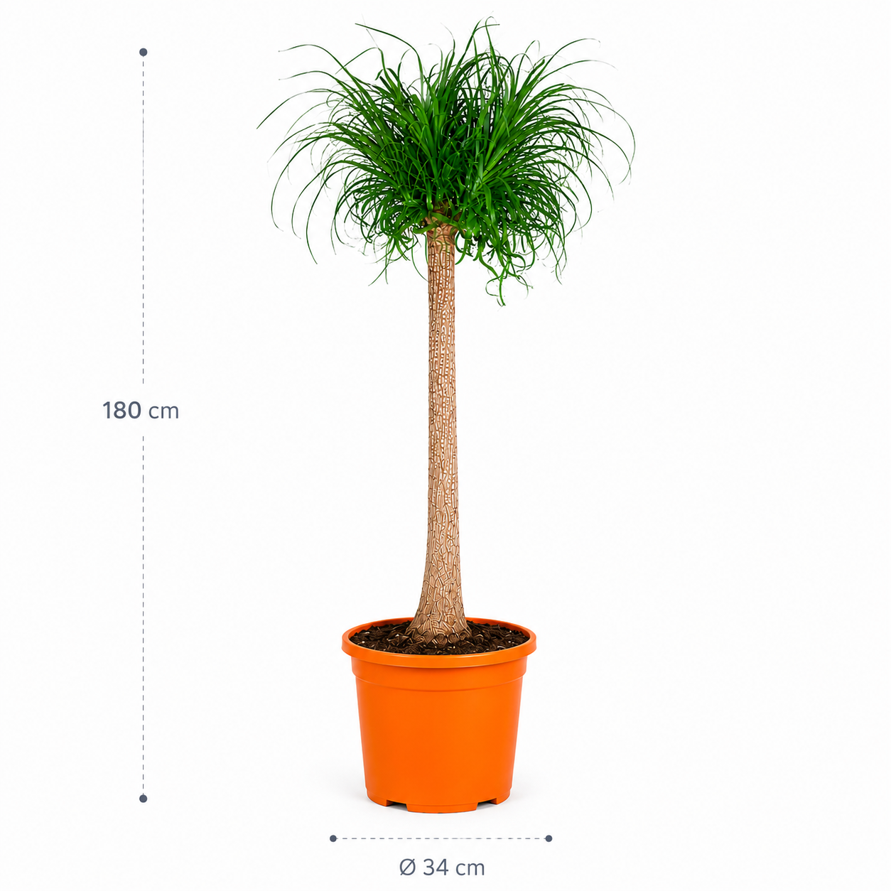 Beaucarnea stam - 180 cm