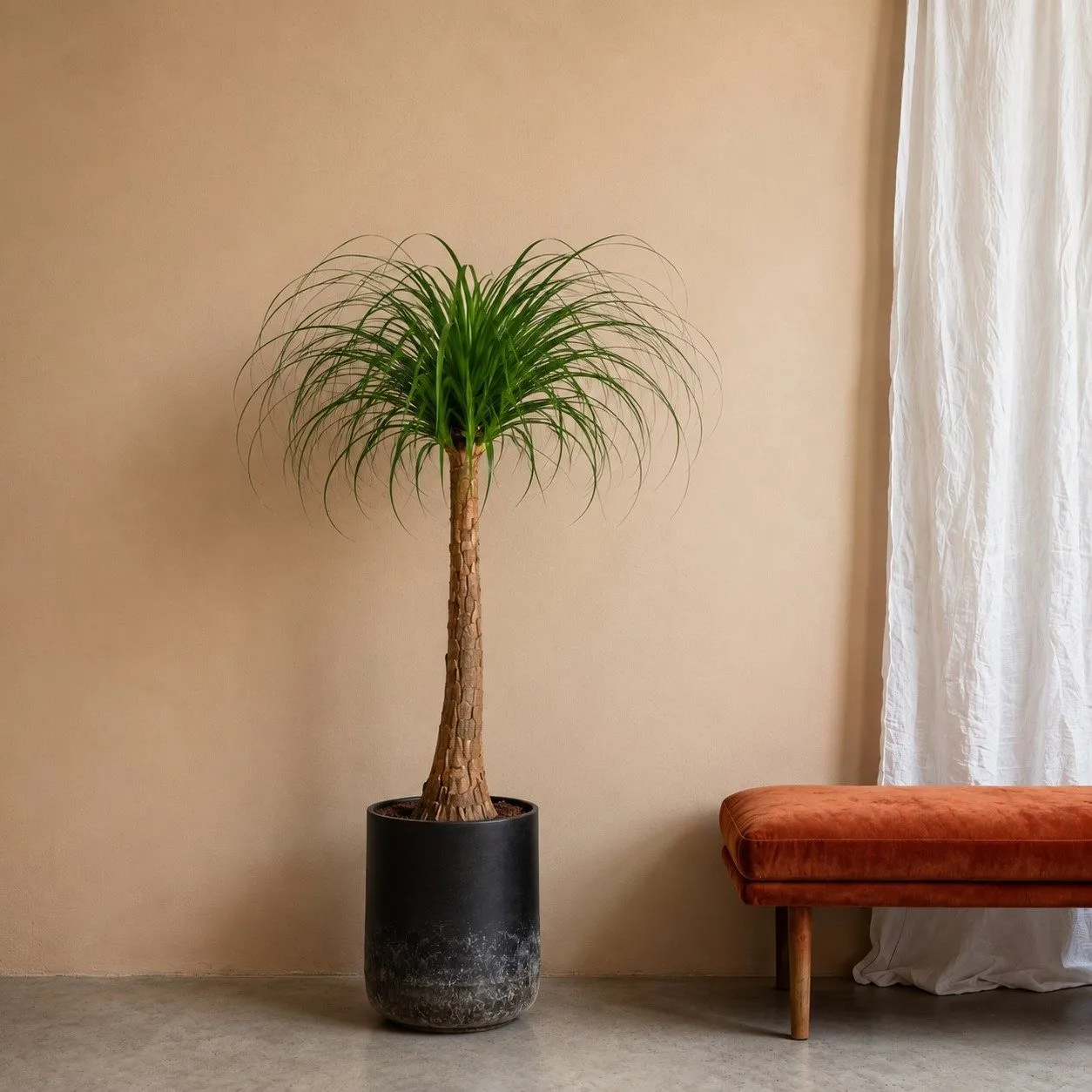 Beaucarnea stam – 120 cm