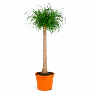 Beaucarnea stam – 180 cm