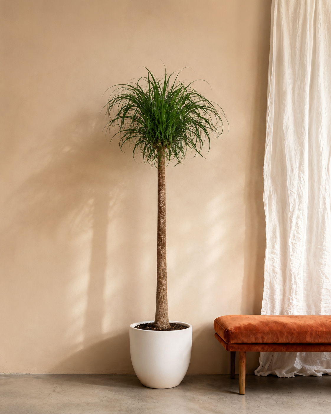 Beaucarnea stam – 180 cm