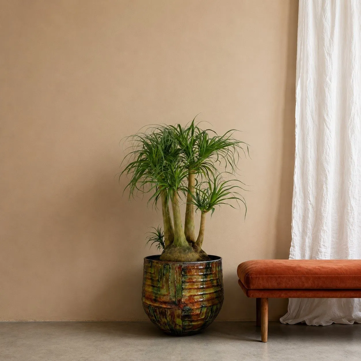 Beaucarnea vertakt – 110 cm