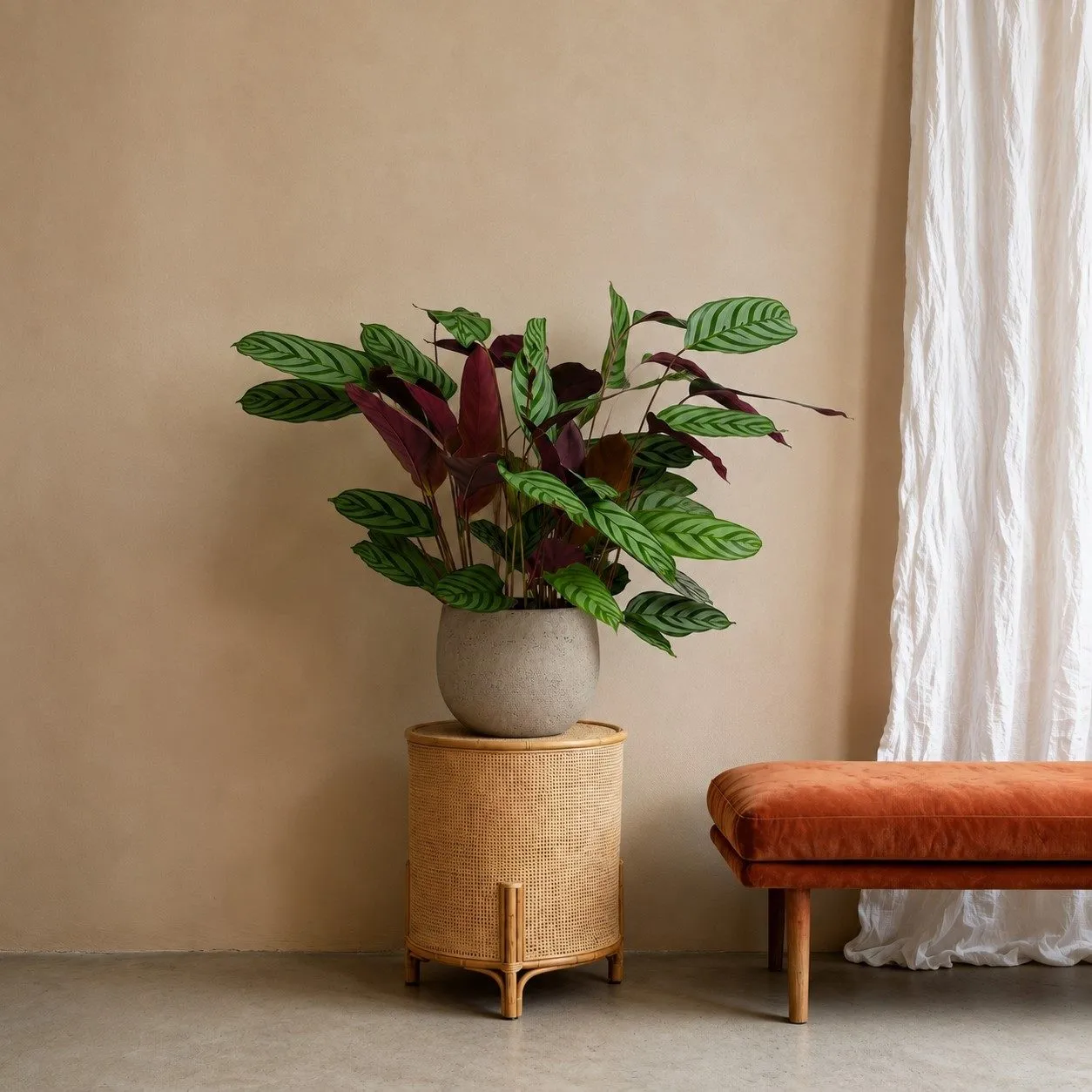 Calathea Compactstar - 80 cm