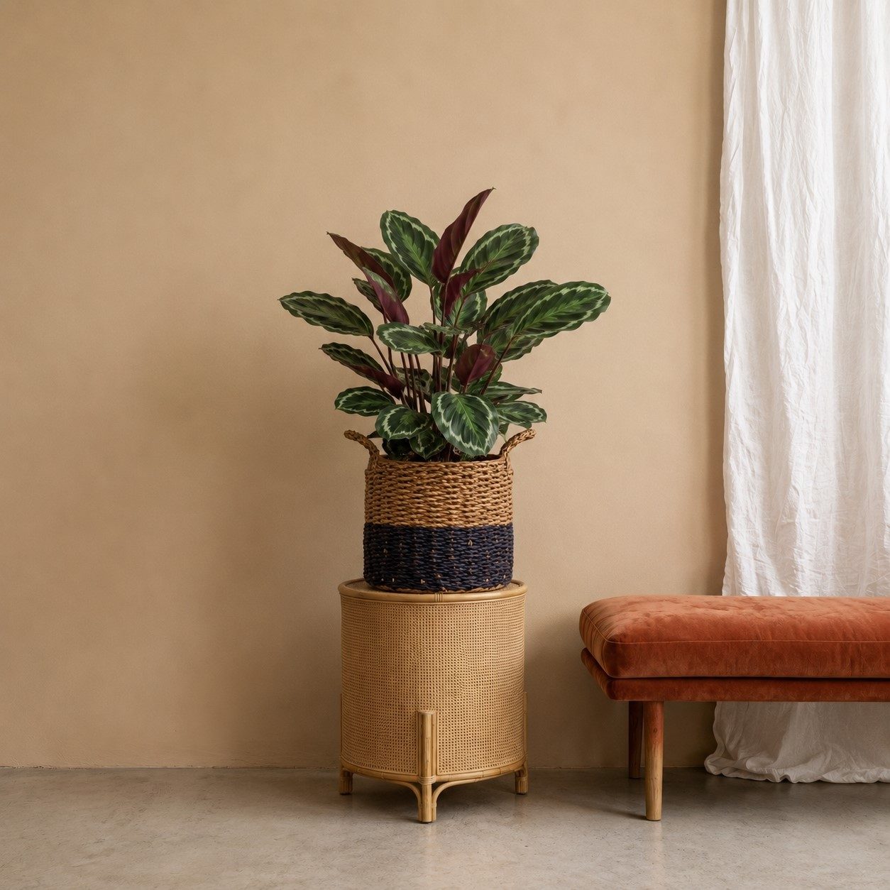 Calathea Medallion – 80 cm