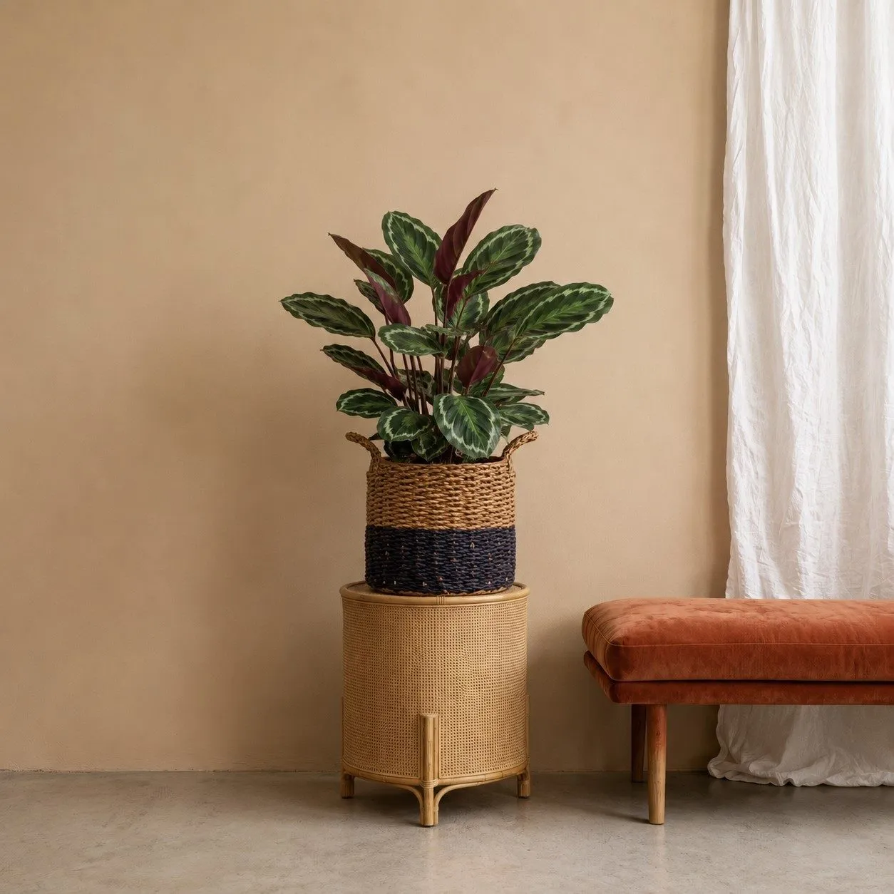 Calathea Medallion – 80 cm