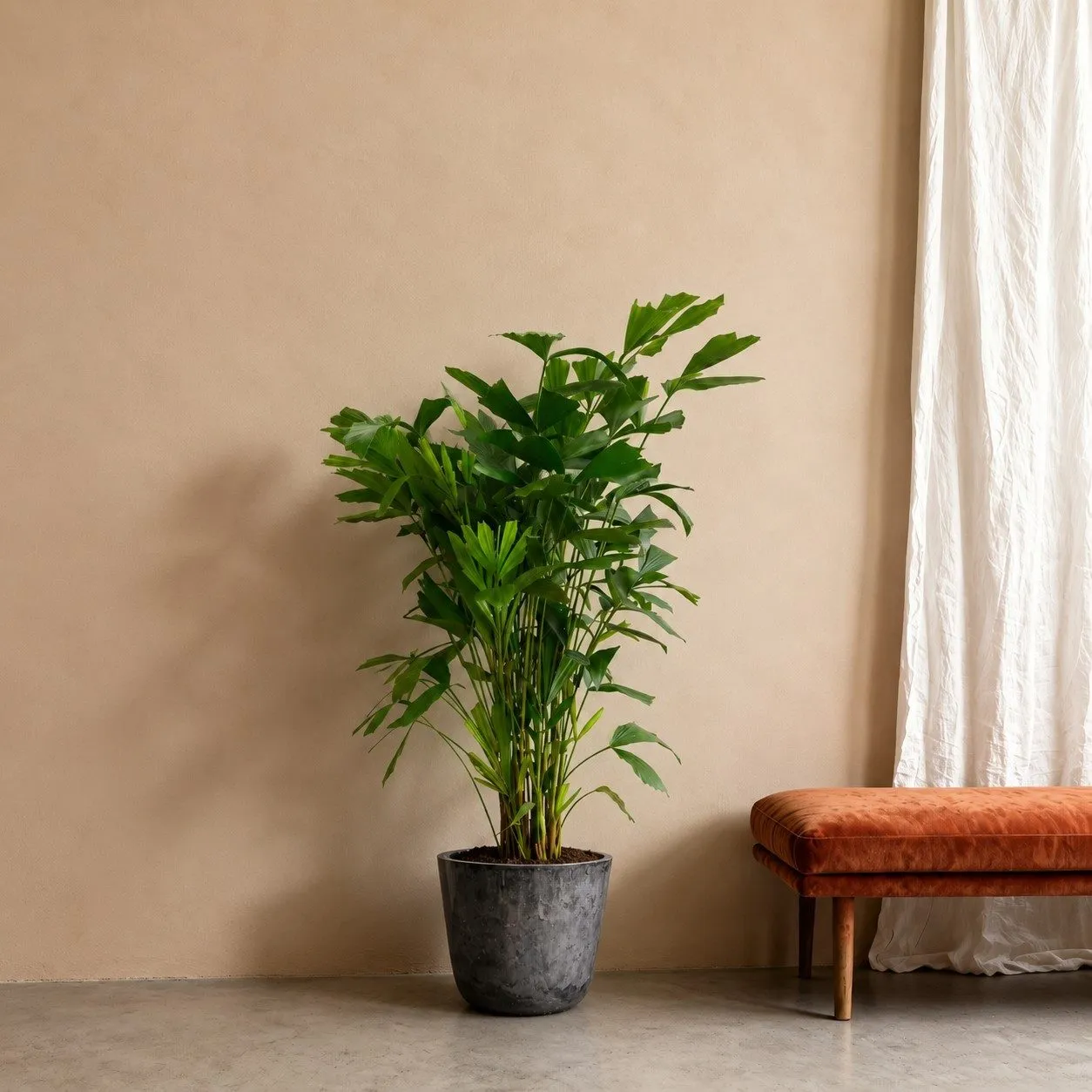 Caryota Mitis – 150 cm