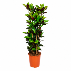 Codiaum Iceton – 140 cm