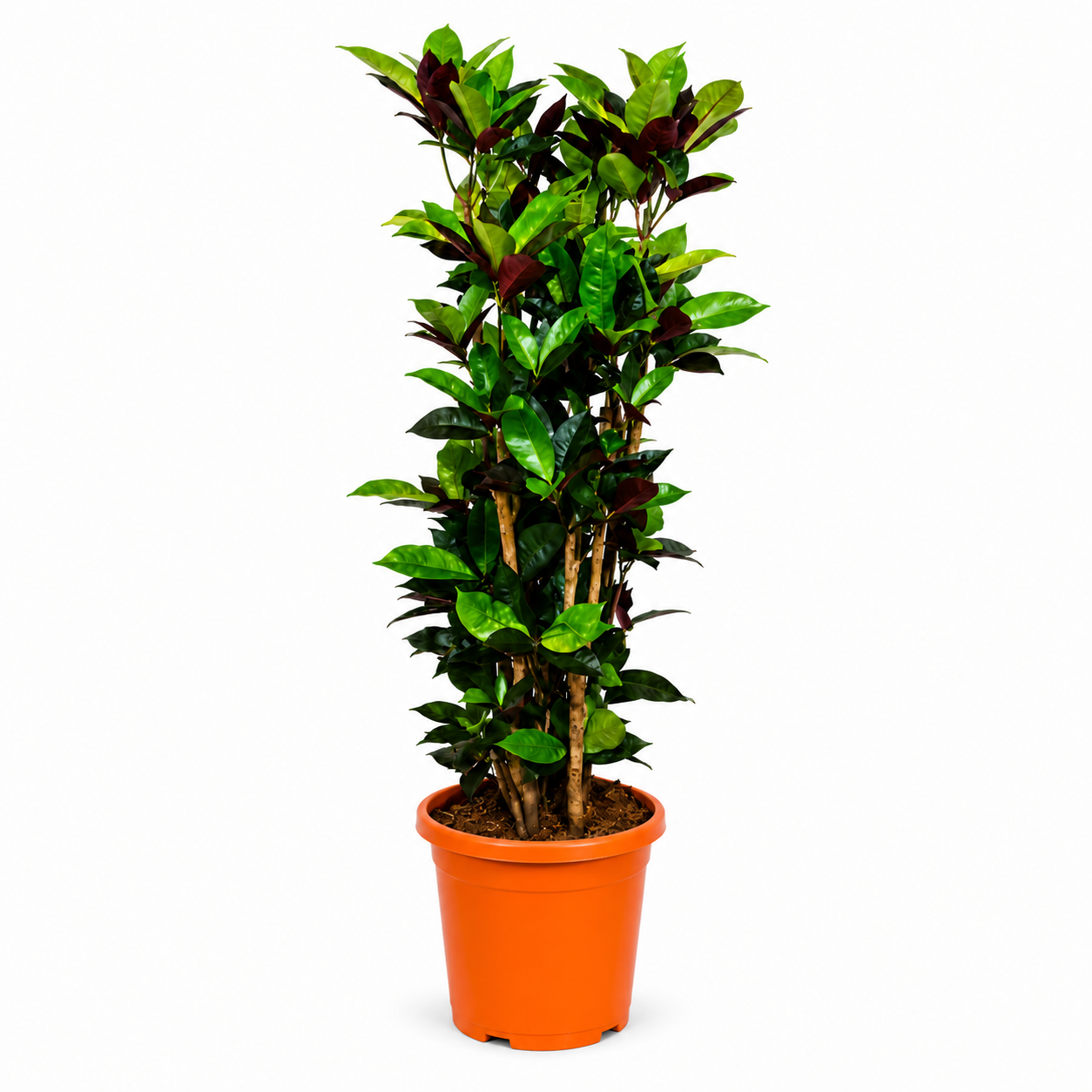 Codiaum Iceton – 140 cm