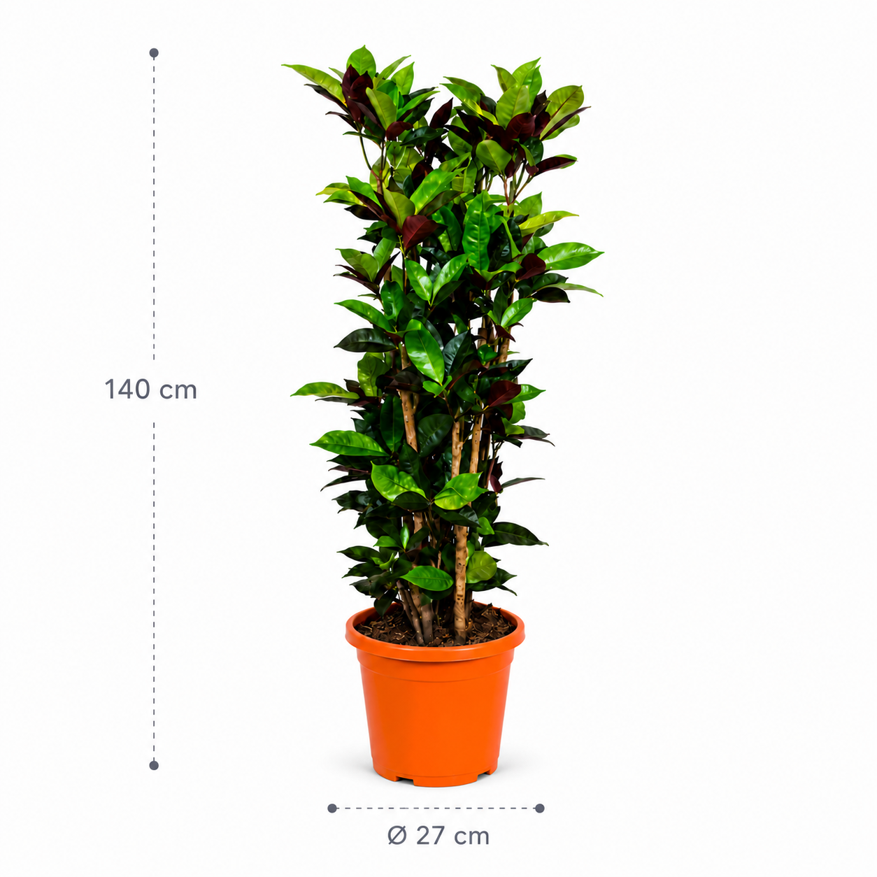 Codiaum Iceton – 140 cm Codiaum Iceton – 140 cm