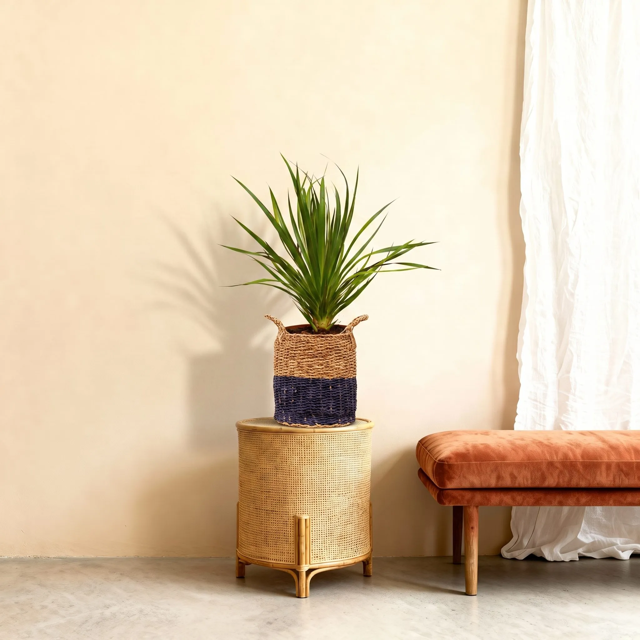 Dracaena Draco - 100 cm
