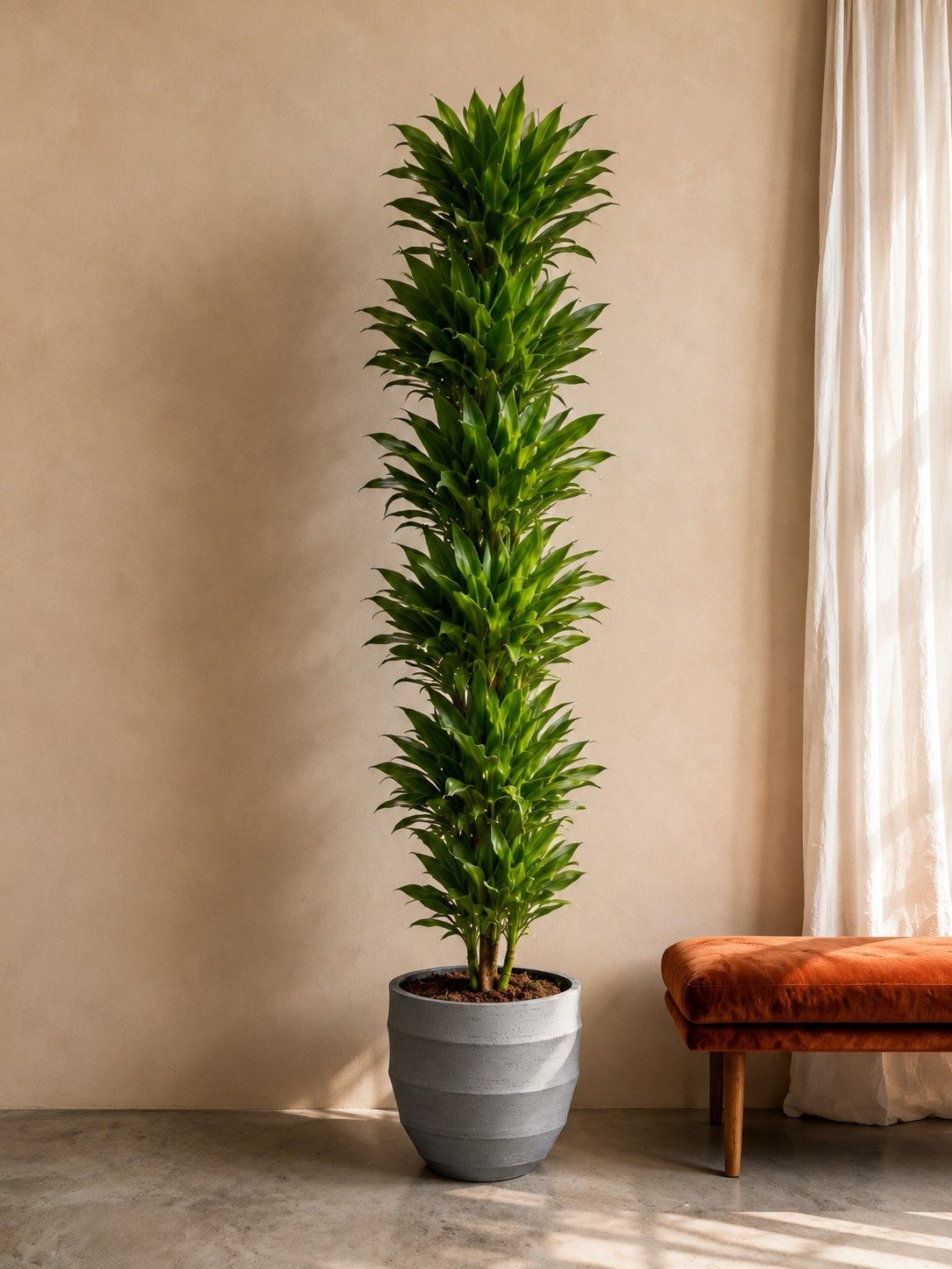 Dracaena Golden Coast - 200 cm