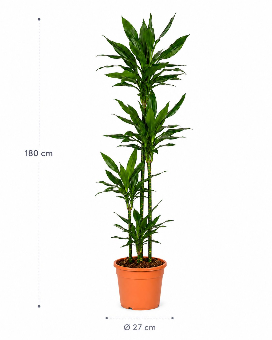 Dracaena Janet Lind – 180 cm Dracaena Janet Lind – 180 cm