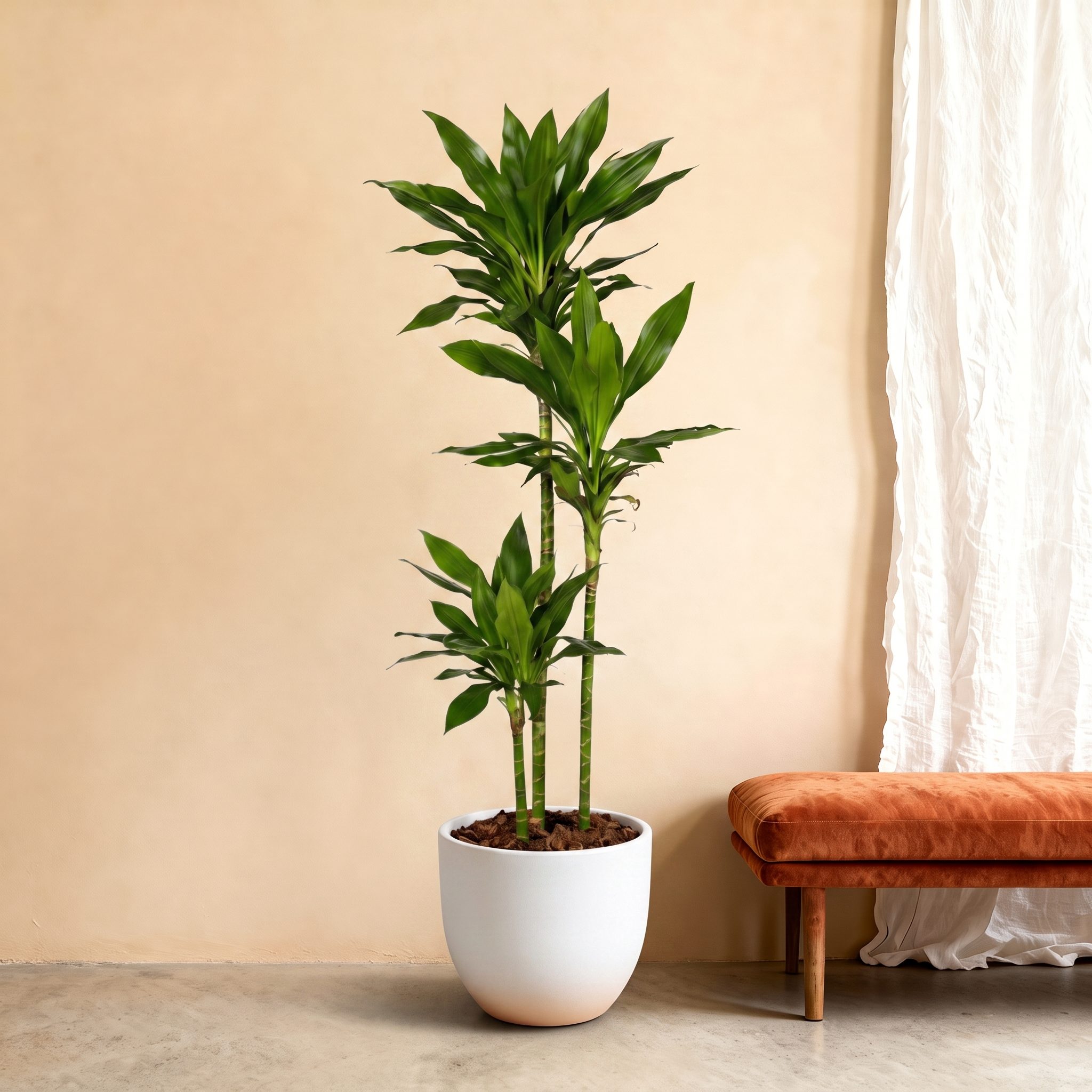 Dracaena Janet Lind – 180 cm Dracaena Janet Lind – 180 cm