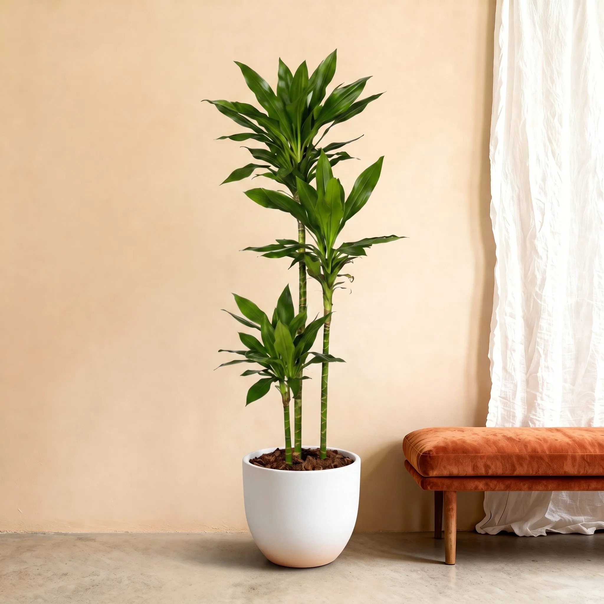 Dracaena Janet Lind – 180 cm Dracaena Janet Lind – 180 cm