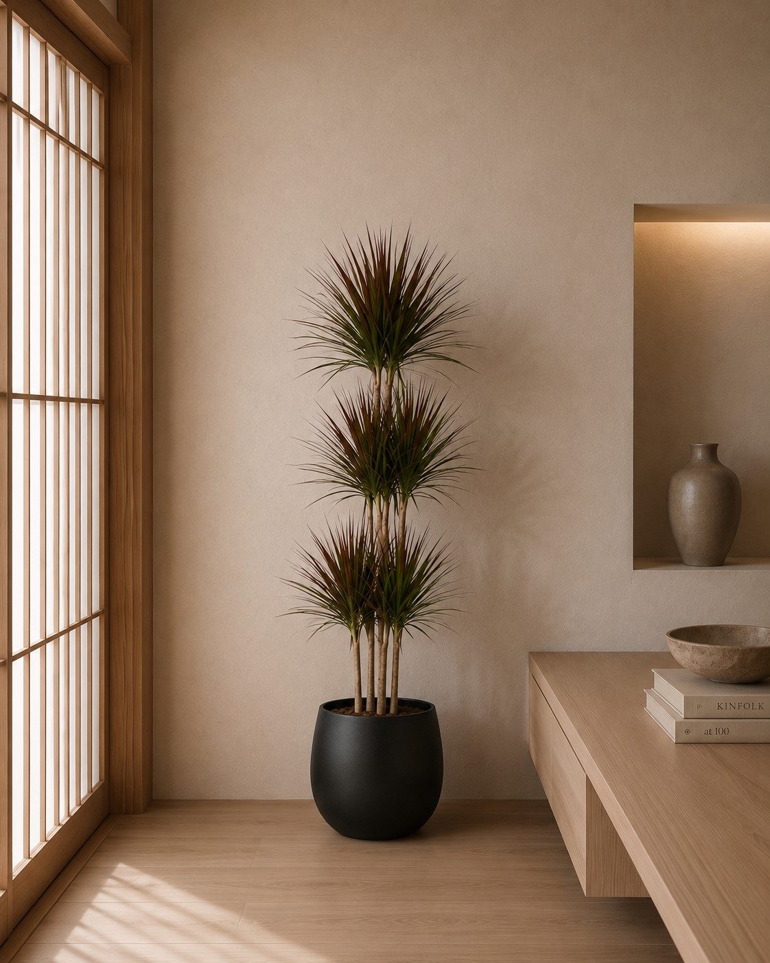 Dracaena Magenta Carrousel - 150 cm