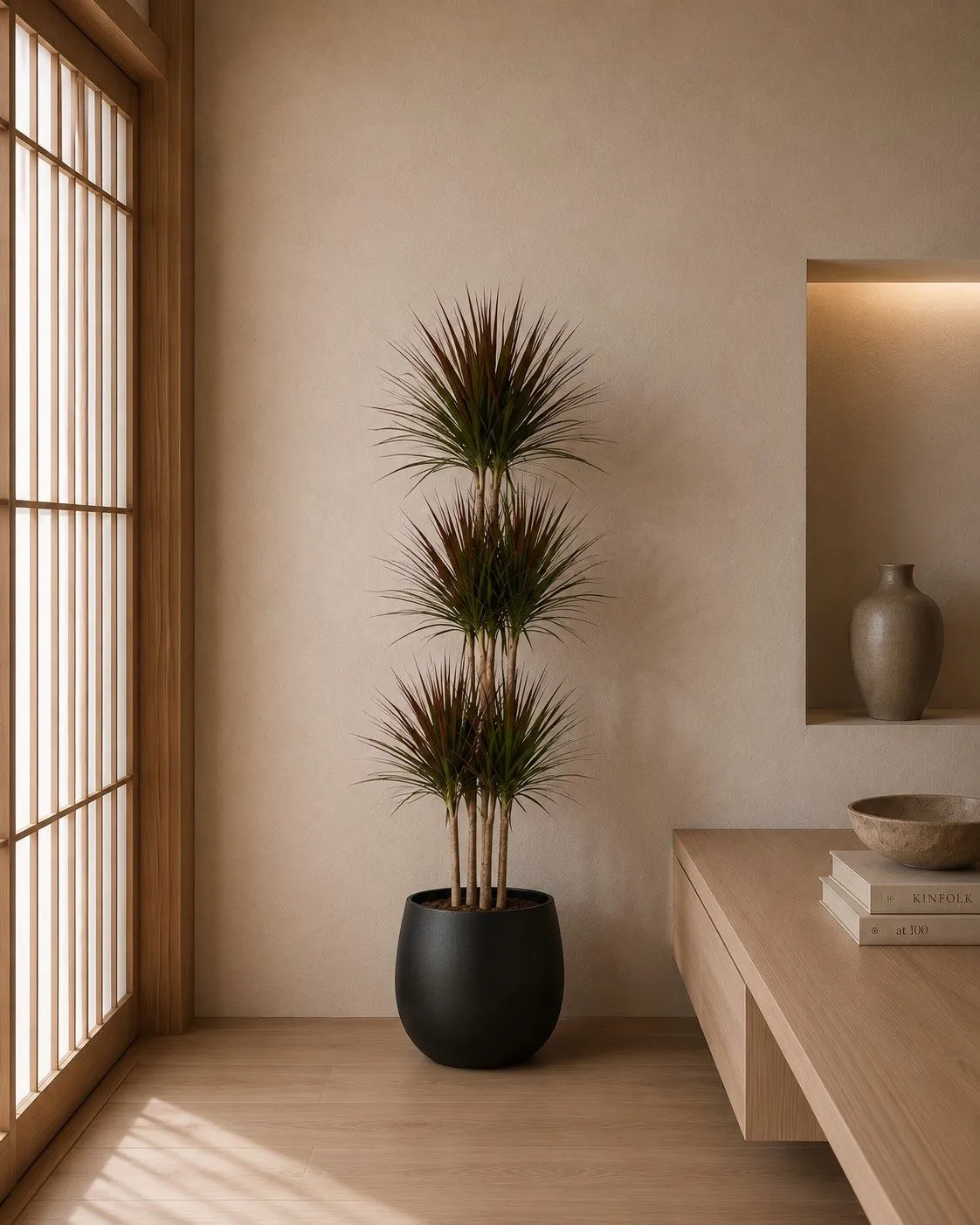 Dracaena Magenta Carrousel - 150 cm