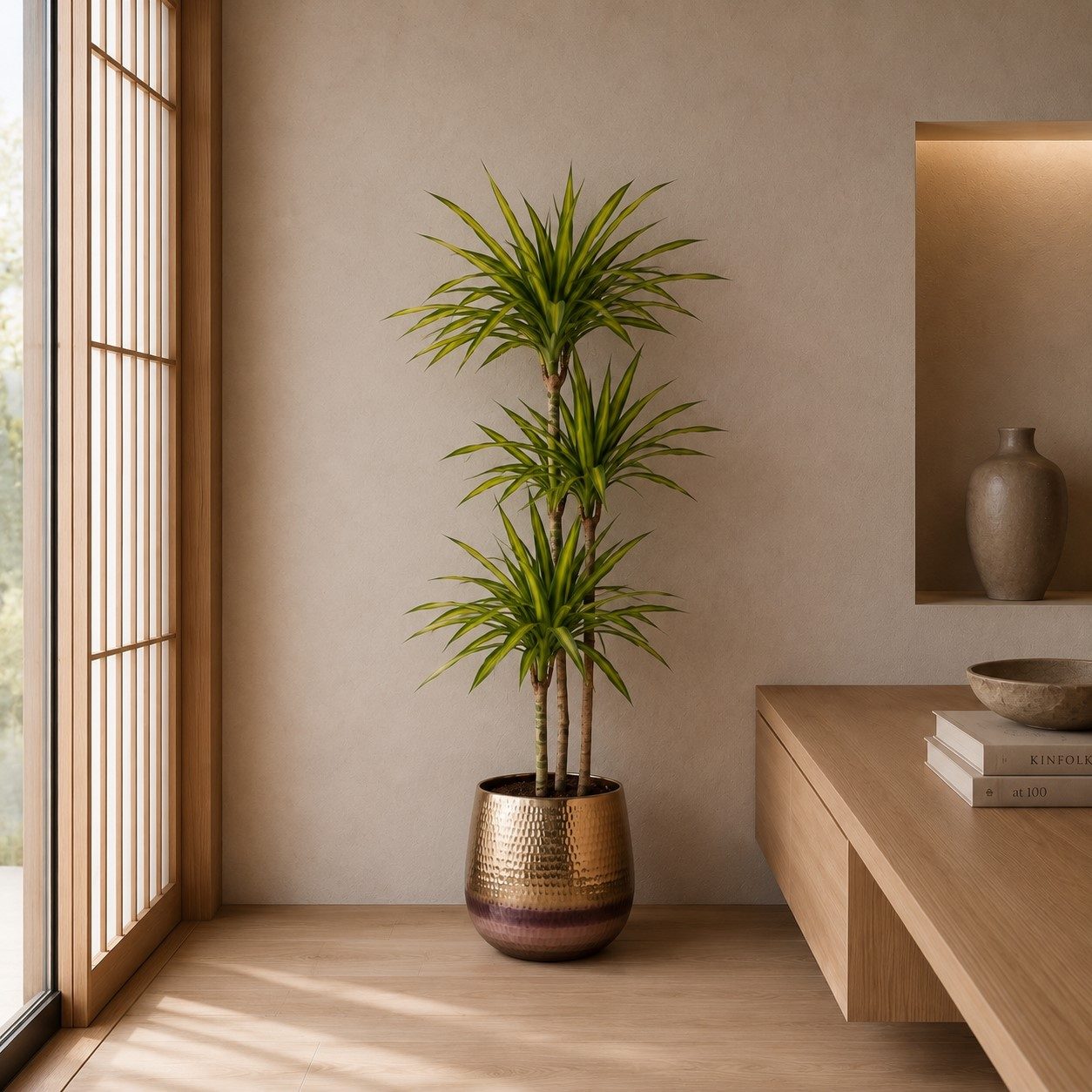 Dracaena Riki - 140 cm Dracaena Riki - 140 cm