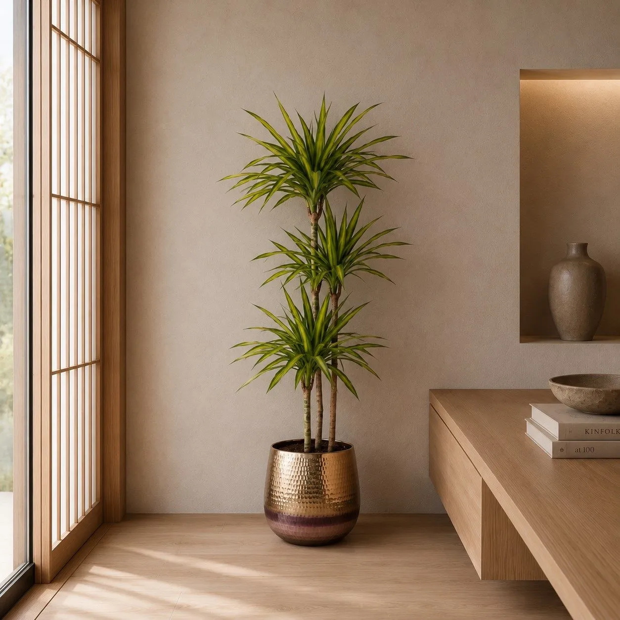 Dracaena Riki - 140 cm Dracaena Riki - 140 cm