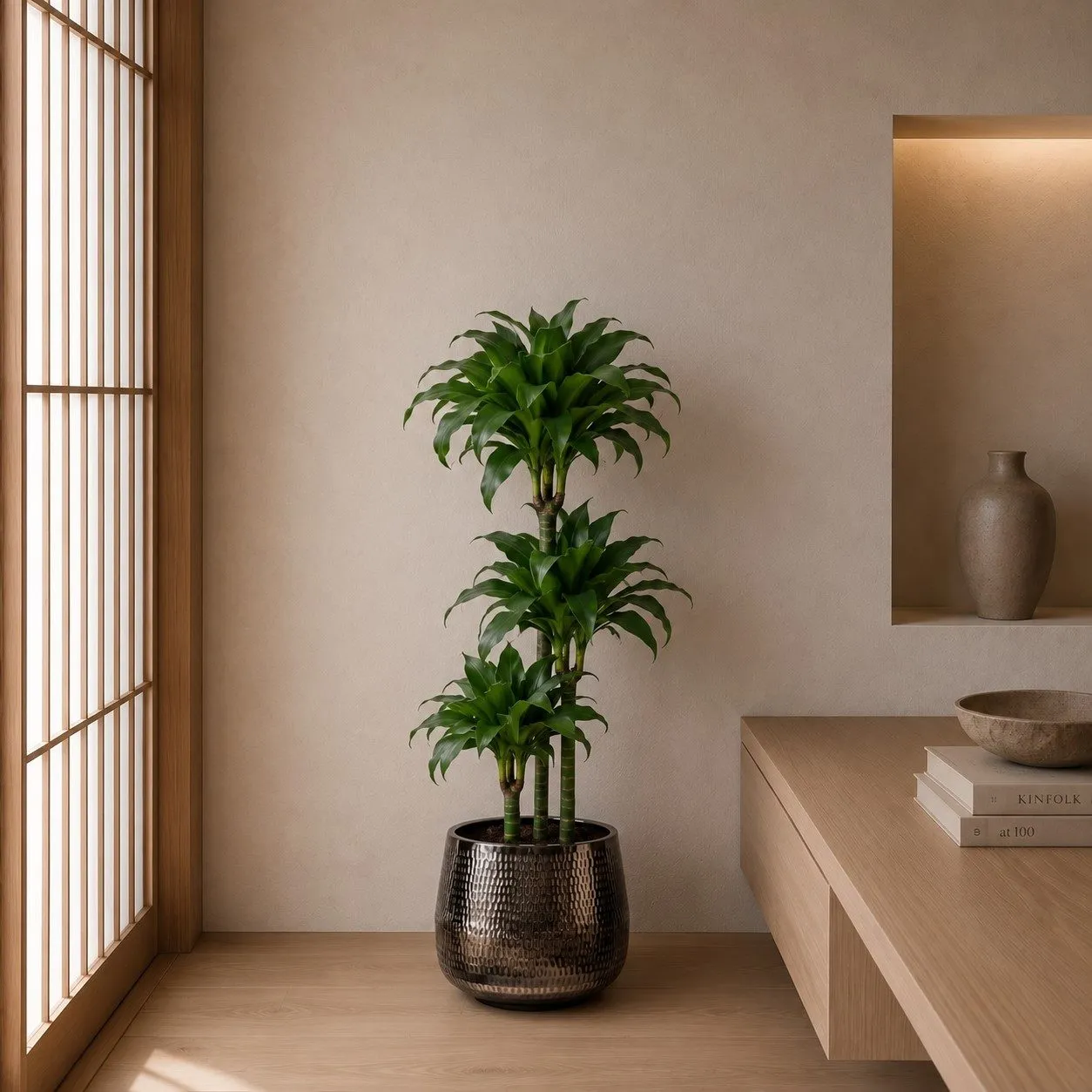 Dracaena Tatuade - 140 cm