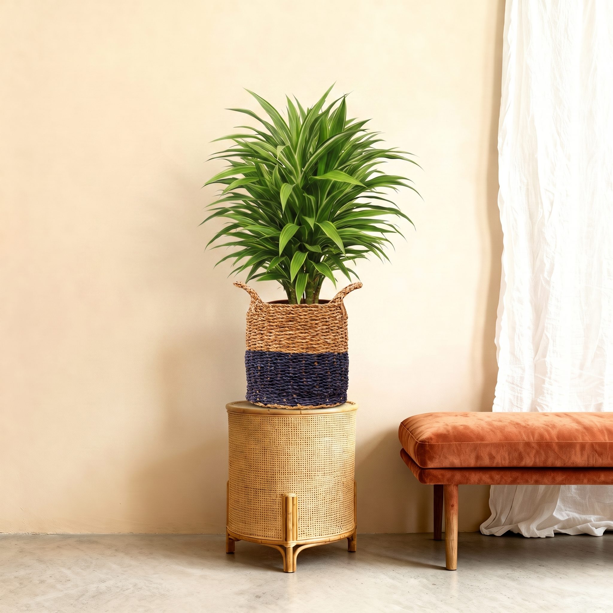 Dracaena Warneckei - 100 cm