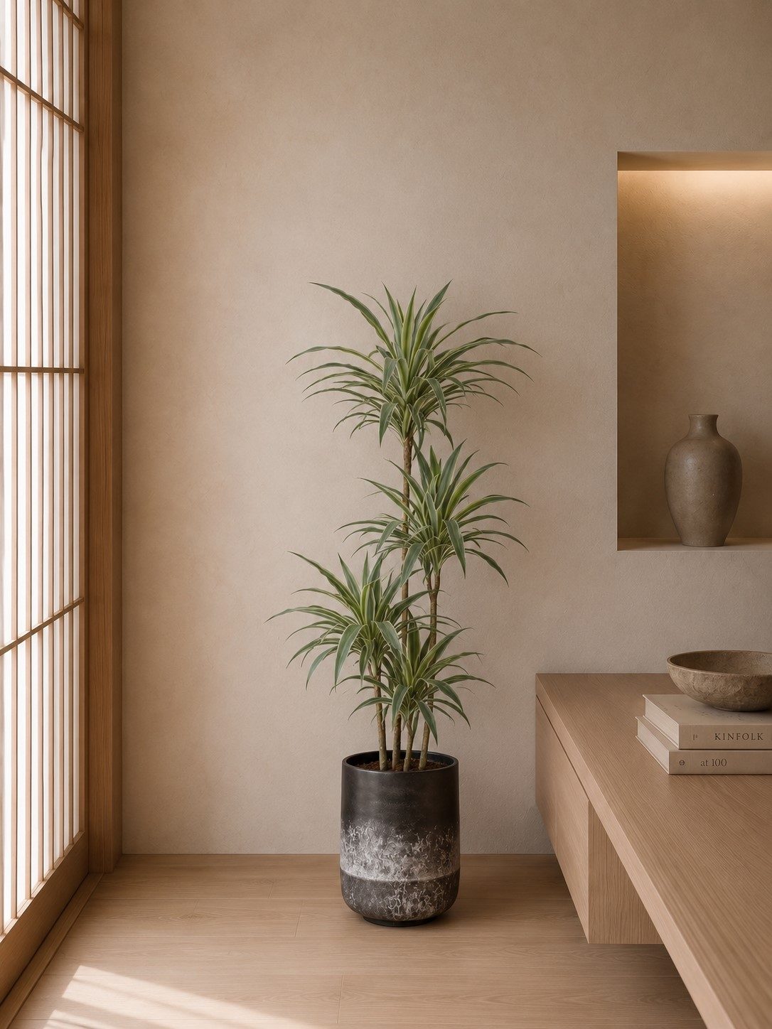 Dracaena White Stripe - 150 cm