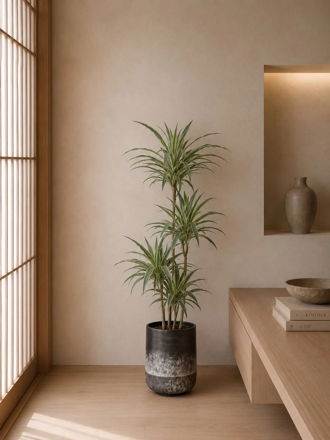 Dracaena White Stripe - 150 cm
