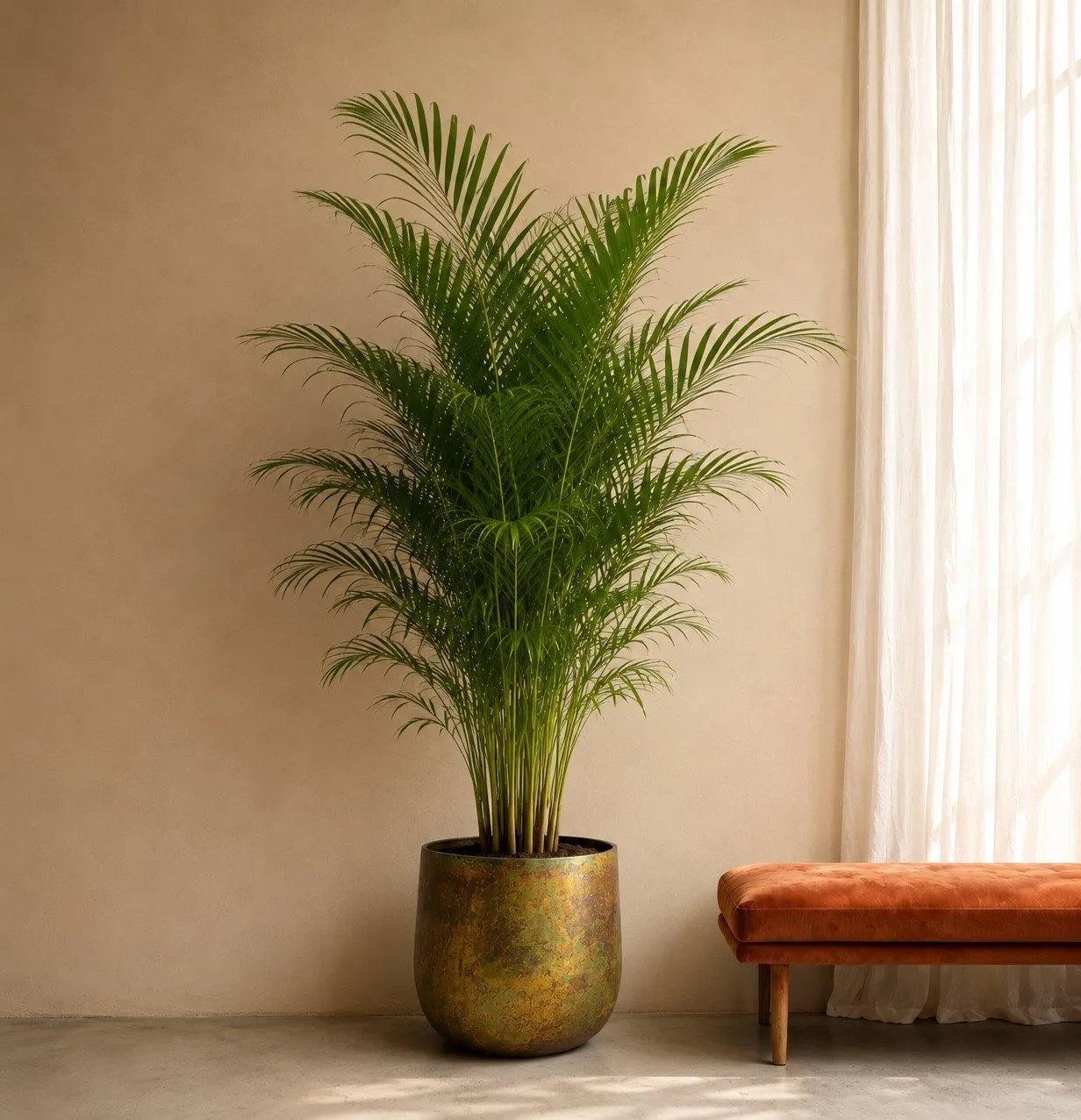 Dypsis Lutescens (Areca Palm) - 200 cm