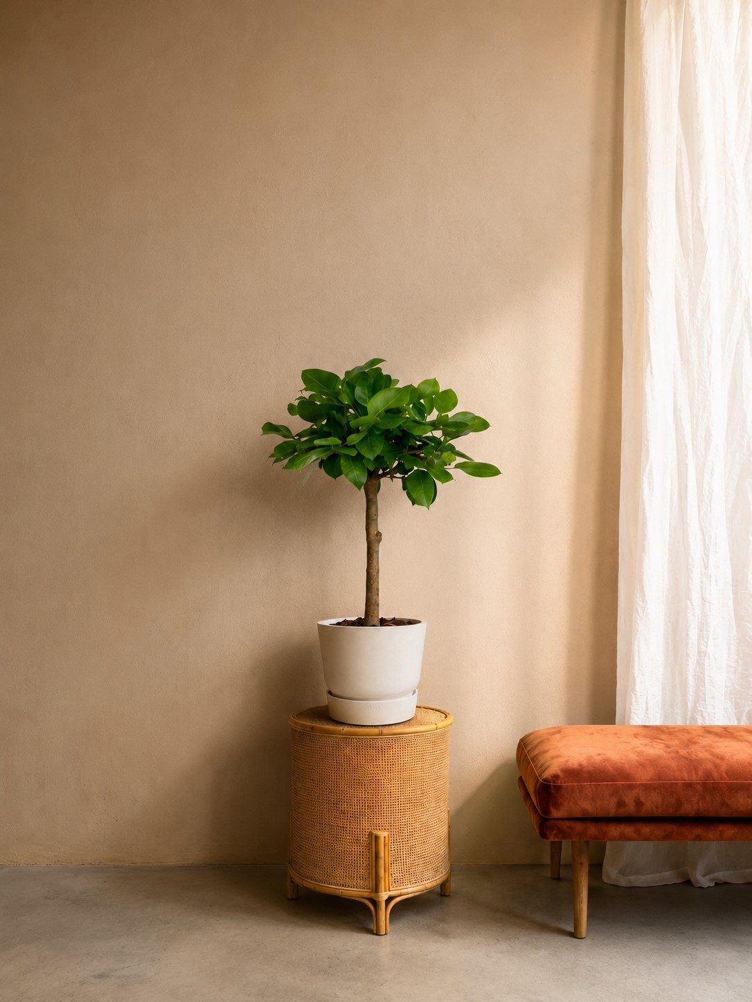 Ficus Altissimo variegata - 100 cm